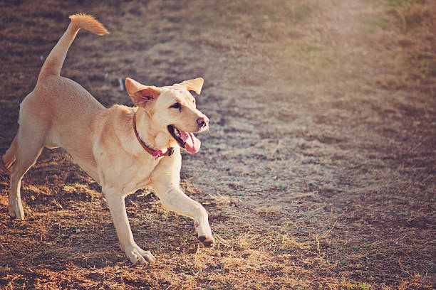 istock Yellow Labrador Retriever Dog 506848270