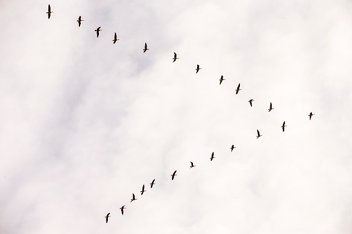 Flock of Sandhill Cranes flying in winter time. 600mm lens. Canon 1Dx.