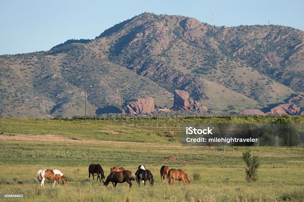 Grazing horses with Mount Morrison Red Rocks Colorado With Mount Morrison and Red Rock Park and Ampitheater in the background, a herd of horses munch the tall green grass during a warm summer morning. Colorado Stock Photo