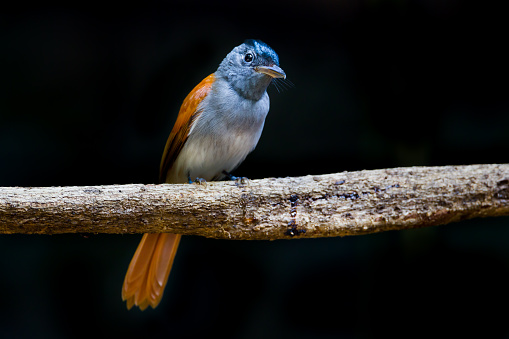 Female Asian paradise flycatcher (Terpsiphone paradisi) in deep forest in nature at Kengkracharn National Park,Thailand