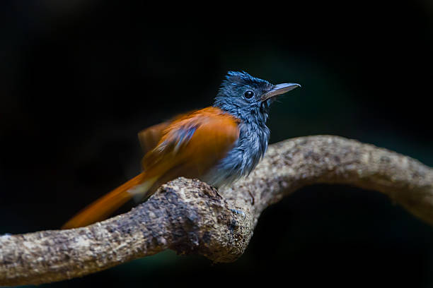 Female Asian paradise flycatcher (Terpsiphone paradisi) spread her feather with movmetn action in deep forest in nature at Kengkracharn National Park,Thailand