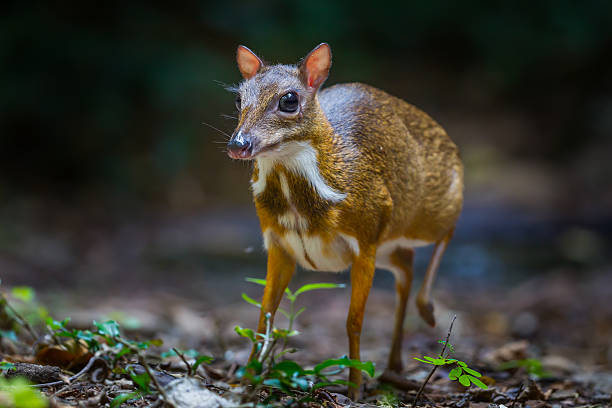 Violetter Maus-deer (Tragulus kanchil – Foto