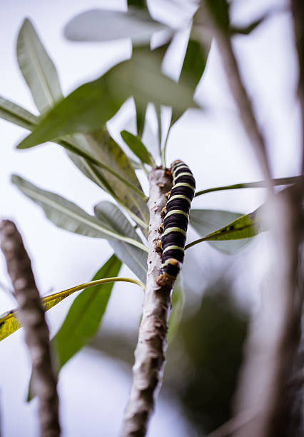 Pseudosphinx tetrio caterpillar on its host plant stock photo