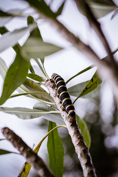 Pseudosphinx tetrio caterpillar on its host plant stock photo