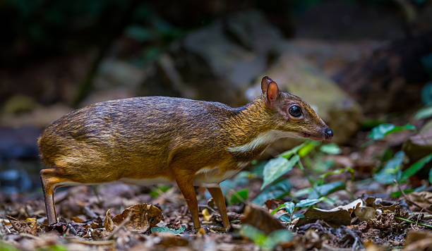 istock Side close up of Lesser mouse-deer 506849346