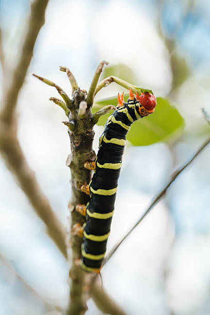 Pseudosphinx tetrio caterpillar on its host plant stock photo