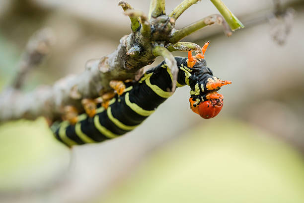 Pseudosphinx tetrio caterpillar on its host plant stock photo