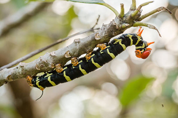 Pseudosphinx tetrio caterpillar on its host plant stock photo