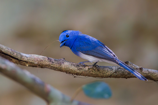 Close up of male  Black-naped Monarch (Hypothymis azurea)  in real nature at Kengkracharn National Park,Thailand