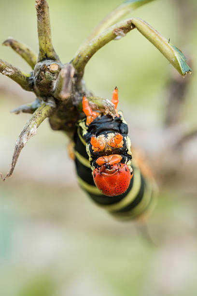 Pseudosphinx tetrio caterpillar on its host plant stock photo