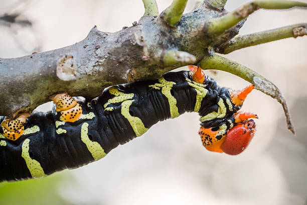 Pseudosphinx tetrio caterpillar on its host plant stock photo