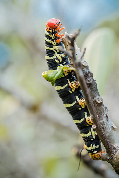 Pseudosphinx tetrio caterpillar on its host plant stock photo