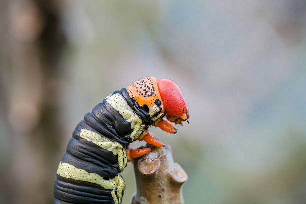 Pseudosphinx tetrio caterpillar on its host plant stock photo