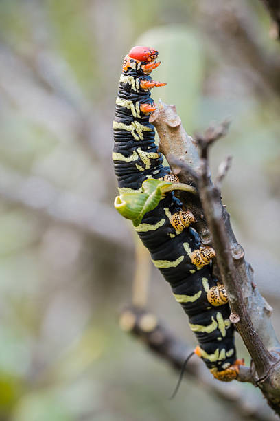 Pseudosphinx tetrio caterpillar on its host plant stock photo