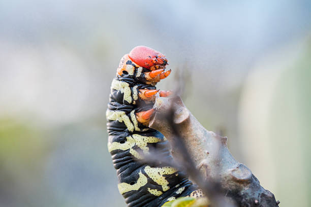 Pseudosphinx tetrio caterpillar on its host plant stock photo