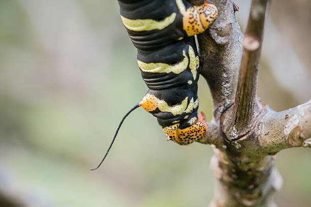 Pseudosphinx tetrio caterpillar on its host plant stock photo