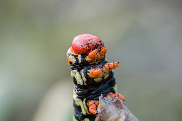 Pseudosphinx tetrio caterpillar on its host plant stock photo