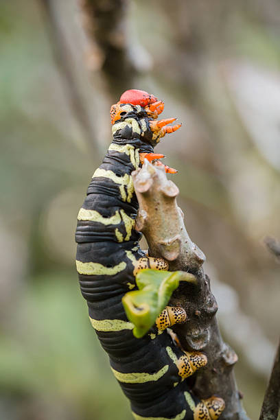 Pseudosphinx tetrio caterpillar on its host plant stock photo