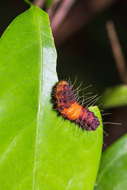 nosymna stipella の幼虫 - insect moth nature ermine moth ストックフォトと画像