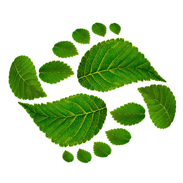 istock Footprint ying jang  sign 506851072