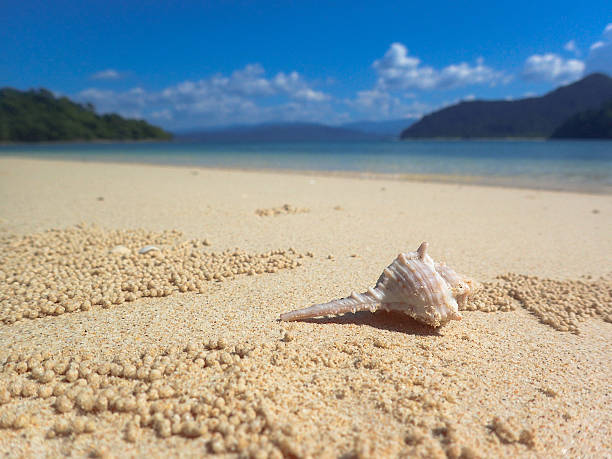 Sea shell in the beach stock photo