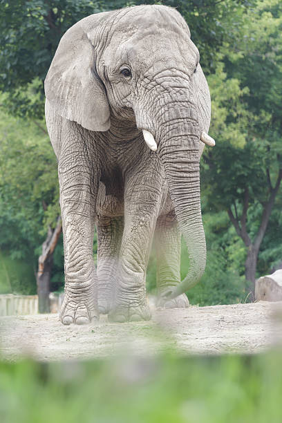 istock African elephant is vulnerable species standing on dusty land 506852332