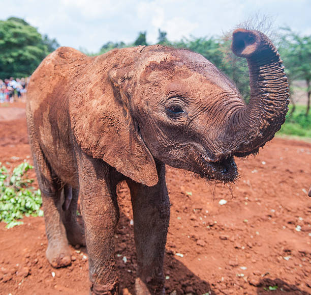istock Adorable Baby Elephant Waves at the Camera 506852738
