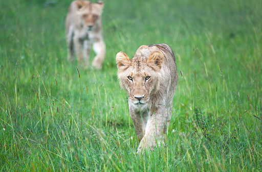 Two young lions stalk through the African plains towards the viewer