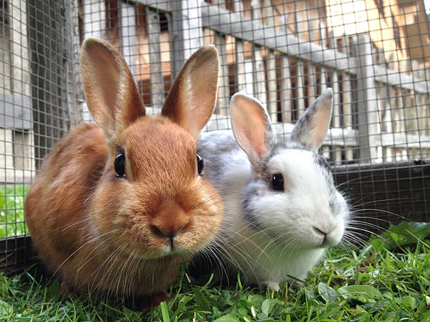 Two rabbits Rabbits in a cage. baby rabbit stock pictures, royalty-free photos & images