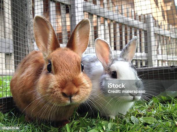 Two Rabbits Stock Photo - Download Image Now - Rabbit - Animal, Pets, Baby Rabbit