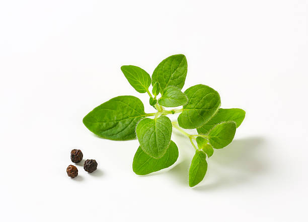 istock Fresh oregano sprig and  peppercorns 506854218