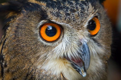 Portrait of a great grey owl (Strix nebulosa).