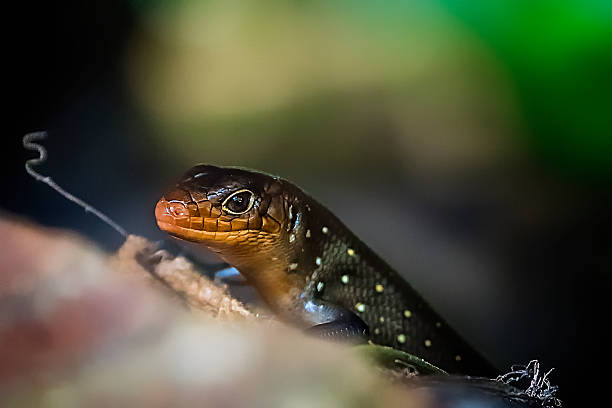 istock Baby Land Mullet Lizard 506855396