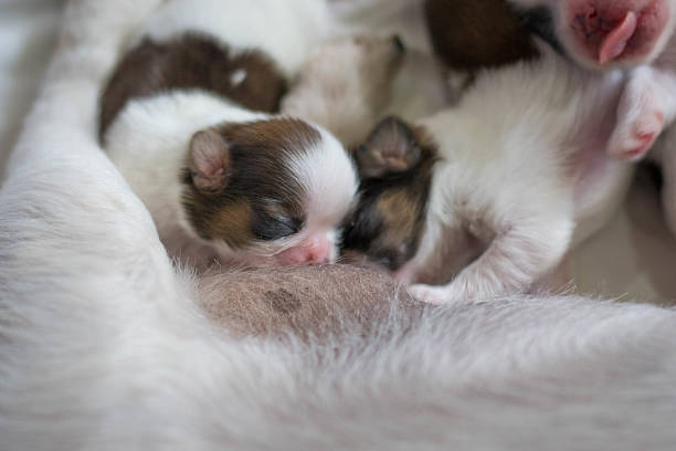 istock Shih Tzu puppies are breastfeeding 506855796