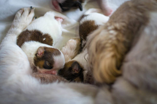 istock Shih Tzu puppies are breastfeeding 506855810