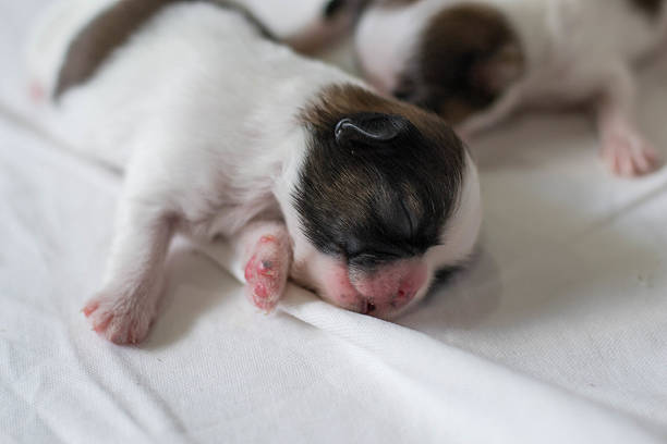 istock Shih Tzu puppies born 506855832
