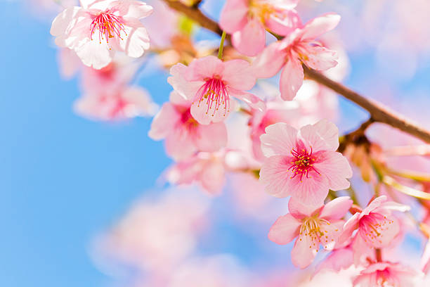 istock Pink Cherry Blossom Against Clear Blue Sky 506856028