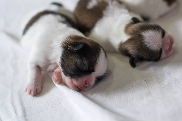 istock Shih Tzu puppies born 506856306