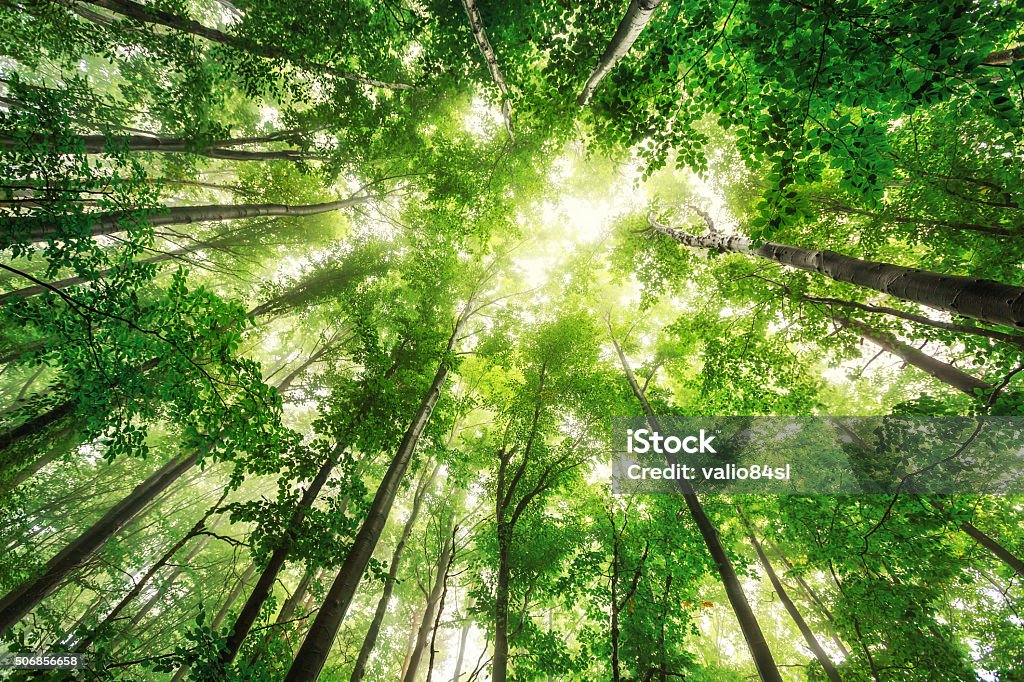 Beautiful nature at morning in misty spring forest with sun Beautiful nature at morning in the misty spring forest with sun rays Forest Stock Photo