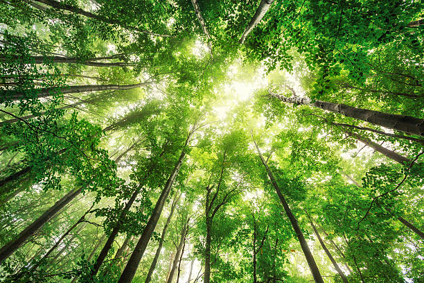 Beautiful nature at morning in misty spring forest with sun Beautiful nature at morning in the misty spring forest with sun rays tranquil scene stock pictures, royalty-free photos & images