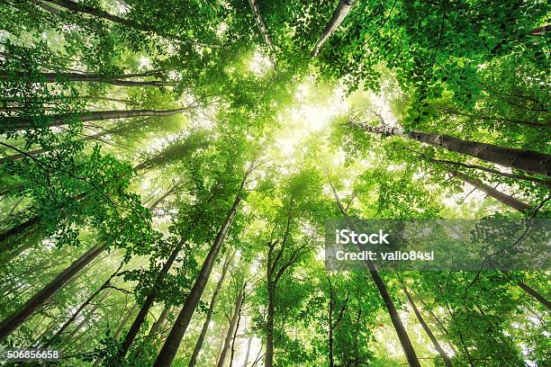 Beautiful Nature At Morning In Misty Spring Forest With Sun Stock Photo - Download Image Now
