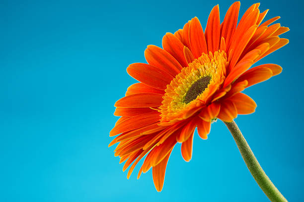 istock Beautiful orange gerbera flower isolated 506857462