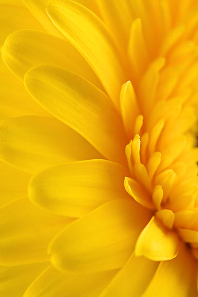 istock Yellow gerbera daisy flower as a background 506857588