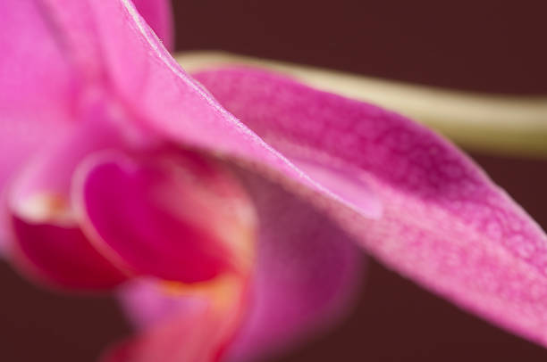 istock Phalaenopsis orchid flower 506858182