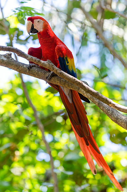 istock Macaw parrot with background of tropical tree 506858330