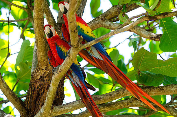 istock pair of parrot Scarlet Macaw 506858704
