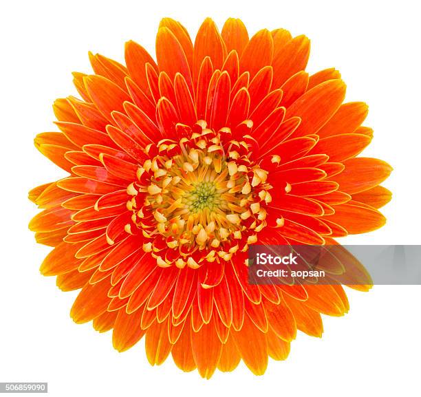 Orange Gerbera Flower Isolated On White Stock Photo - Download Image Now - Beauty, Beauty In Nature, Blossom