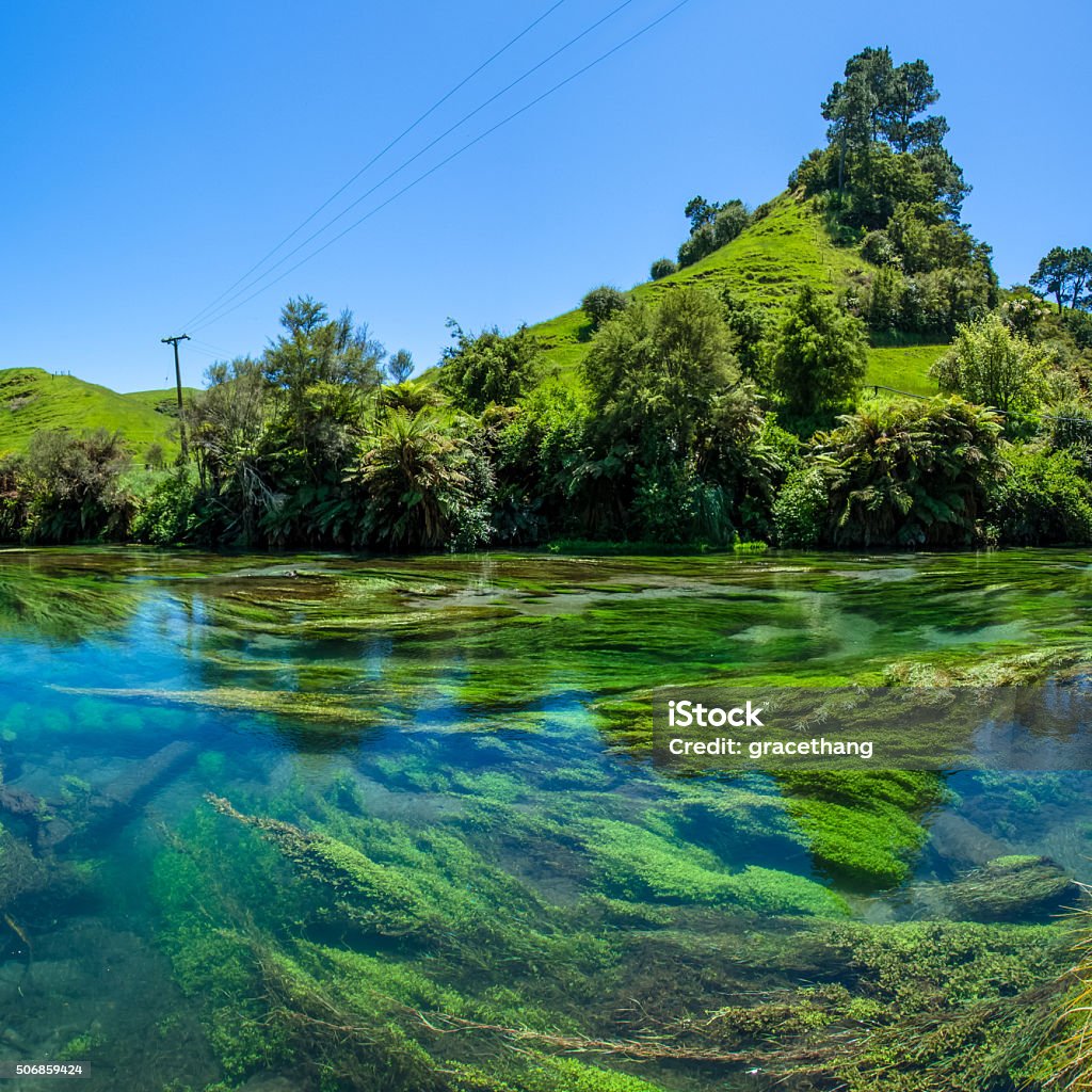 Blue Spring which is located at Te Waihou Walkway,Hamilton. Blue Spring which is located at Te Waihou Walkway,Hamilton New Zealand. It internationally acclaimed supplies around 70% of New Zealand’s bottled water because of the pure water. Backgrounds Stock Photo