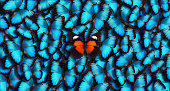 Blue Panoramic Butterfly Background