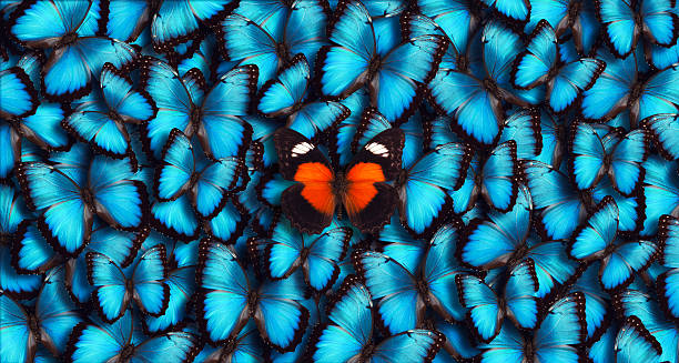 Blue Panoramic Butterfly Background Large group of blue morpho butterflies (Morpho peleides) as a background with one orange butterfly in the foreground.  standing out from the crowd stock pictures, royalty-free photos & images